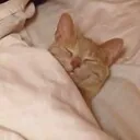 SleepyCat