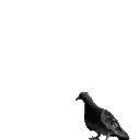 pigeon Discord emoji