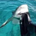 chomp