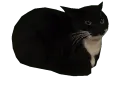 spinfast