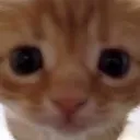 cat_stare