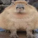 capybara