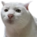CatHm CatHm