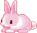 bunny
