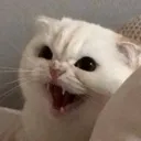 NHM_nyaaaagh Discord emoji