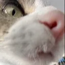 catwut