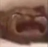 cat_cry