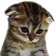 sad_kitty