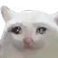 sad_cat sad_cat