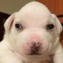 Bubba