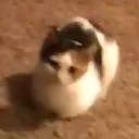 Loafcat Discord Emoji