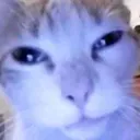 smugcat smugcat