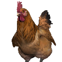 chickenCS Discord emoji