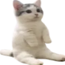CatSIt