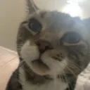 1catstare