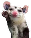 hai