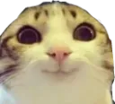 Hehecat hehecat Discord Emoji
