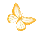 OrangeButterfly