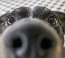 Dsnoot