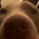 sniff