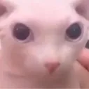 bingoos