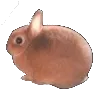 bnuuy