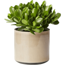 y_greenplant Discord emoji