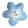y_blueflower Discord emoji