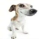 Dawg