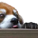 peekinblepb