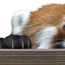 peekingblepa
