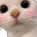 cat_cute3 Discord emoji