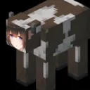 cowshimo