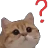 CatConfused