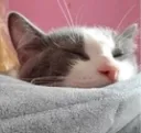 CA100RJI_blankettired