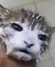 bruhcat bruhcat