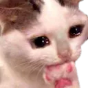 CA100RJI_2_catcrybite