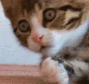 CA100RJI_omgshockedcat