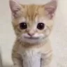 CA100RJI_smilecat CA100RJI_smilecat