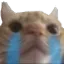 CA100RJI_Sadcatcryingtears