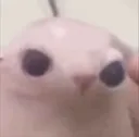bongus bongus