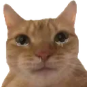 cryingcat cryingcat