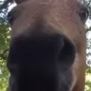 HorseWatch