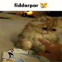 fiddarpar Discord emoji