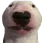 walter walter