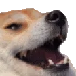 reedog