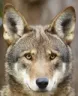 red_wolf