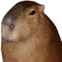 Capybog