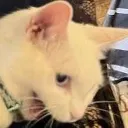 cat_aaa cat_aaa
