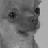 Pupproji_4_PuppyCryingBNW